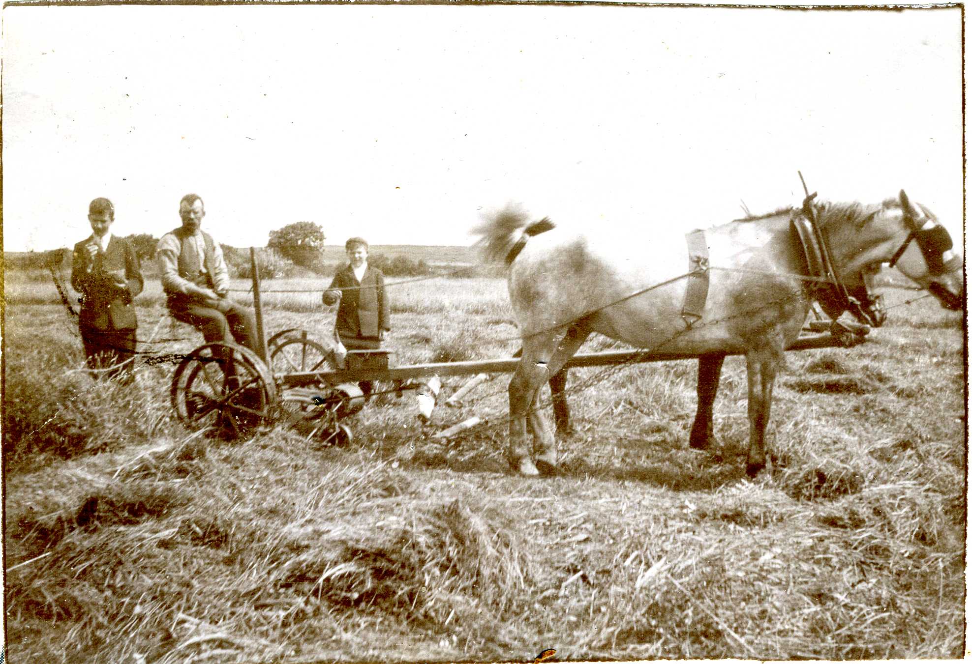 Cutting hay using a horse drawn mower in 1908..